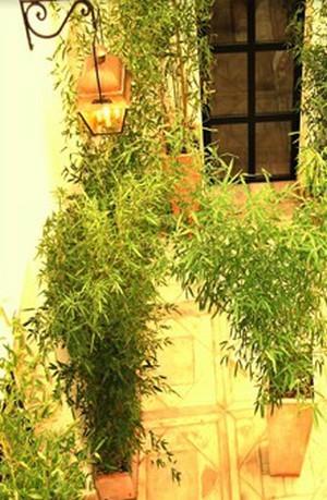 Tingis Hôtel
